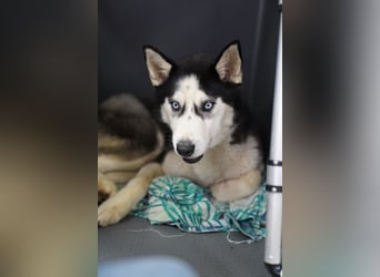 DAENERYS, bezaubernde Husky-Schönheit, 1 Jahr, 54 cm, Tierschutz Rumänien