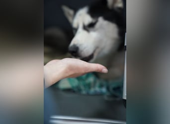 DAENERYS, bezaubernde Husky-Schönheit, 1 Jahr, 54 cm, Tierschutz Rumänien