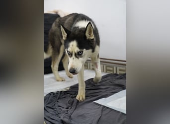 DAENERYS, bezaubernde Husky-Schönheit, 1 Jahr, 54 cm, Tierschutz Rumänien