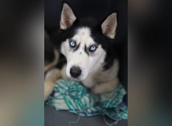 DAENERYS, bezaubernde Husky-Schönheit, 1 Jahr, 54 cm, Tierschutz Rumänien