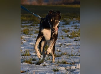 "Taurus", weiblich, Europäischer Schlittenhund, geb. 14.05.19, ca. 60 cm