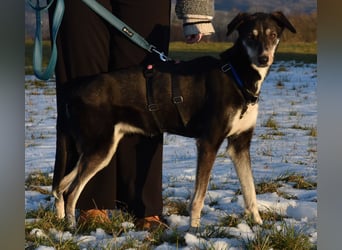"Taurus", weiblich, Europäischer Schlittenhund, geb. 14.05.19, ca. 60 cm