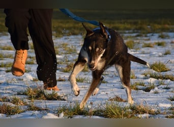 "Taurus", weiblich, Europäischer Schlittenhund, geb. 14.05.19, ca. 60 cm