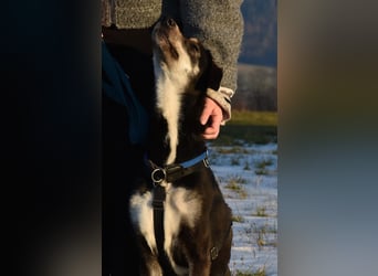 "Taurus", weiblich, Europäischer Schlittenhund, geb. 14.05.19, ca. 60 cm