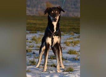 "Taurus", weiblich, Europäischer Schlittenhund, geb. 14.05.19, ca. 60 cm