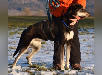 "Taurus", weiblich, Europäischer Schlittenhund, geb. 14.05.19, ca. 60 cm