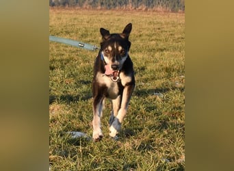 "Taurus", weiblich, Europäischer Schlittenhund, geb. 14.05.19, ca. 60 cm