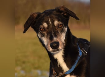 "Taurus", weiblich, Europäischer Schlittenhund, geb. 14.05.19, ca. 60 cm