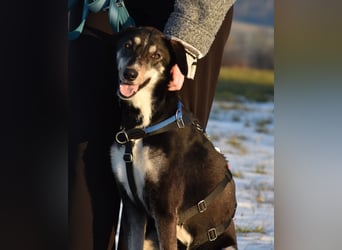 "Taurus", weiblich, Europäischer Schlittenhund, geb. 14.05.19, ca. 60 cm