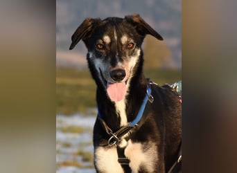 "Taurus", weiblich, Europäischer Schlittenhund, geb. 14.05.19, ca. 60 cm