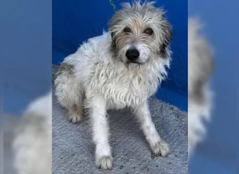 Notfall Peque , er gibt sich auf