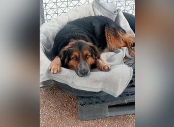 Lewis, hatte noch nie eine Anfrage