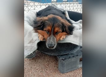 Lewis, hatte noch nie eine Anfrage