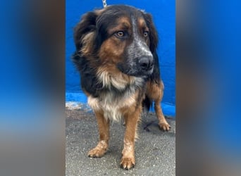 Lewis, hatte noch nie eine Anfrage