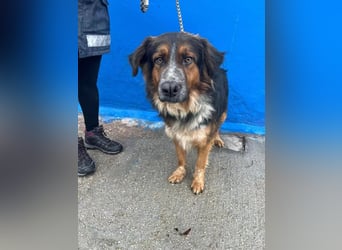 Lewis , der charmante Herzensbrecher mit der Herzchen-Nase!