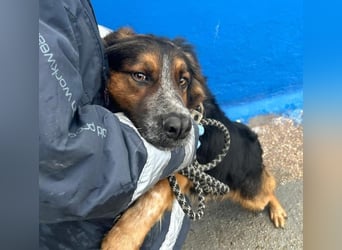 Lewis, hatte noch nie eine Anfrage