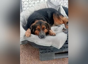 Lewis , der charmante Herzensbrecher mit der Herzchen-Nase!