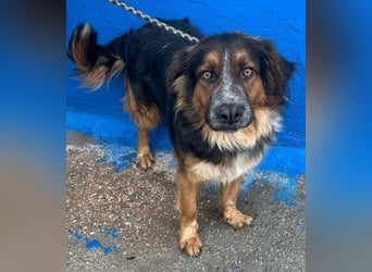 Lewis, hatte noch nie eine Anfrage