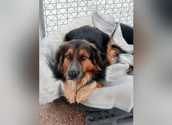 Lewis , der charmante Herzensbrecher mit der Herzchen-Nase!