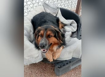 Lewis, hatte noch nie eine Anfrage