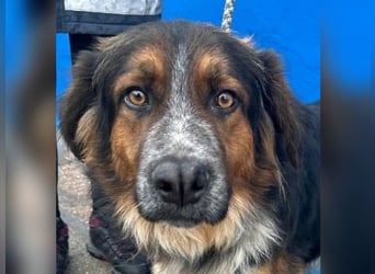 Lewis, hatte noch nie eine Anfrage