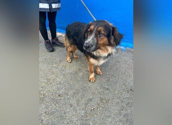 Lewis, hatte noch nie eine Anfrage