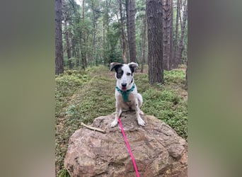 Lotti sucht ihr Zuhause