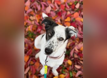 Lotti sucht ihr Zuhause