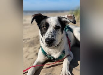 Lotti sucht ihr Zuhause