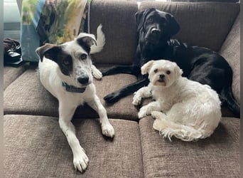 Lotti sucht ihr Zuhause