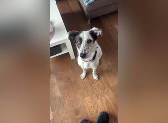 Lotti sucht ihr Zuhause