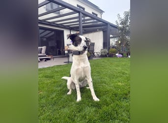 Lotti sucht ihr Zuhause