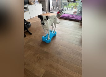 Lotti sucht ihr Zuhause