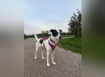 Lotti sucht ihr Zuhause