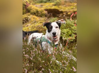 Lotti sucht ihr Zuhause