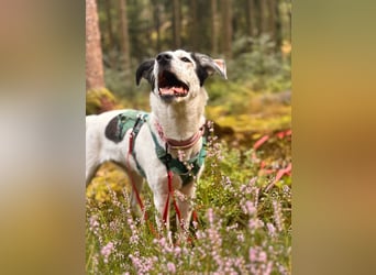 Lotti sucht ihr Zuhause