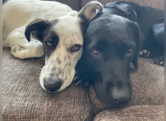 Lotti sucht ihr Zuhause