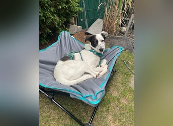 Lotti sucht ihr Zuhause