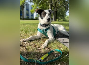 Lotti sucht ihr Zuhause