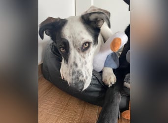 Lotti sucht ihr Zuhause