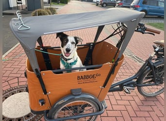 Lotti sucht ihr Zuhause