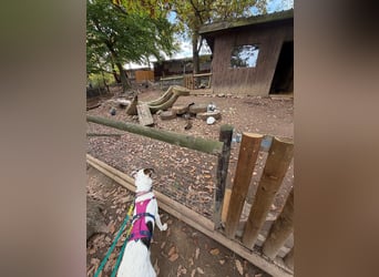 Lotti sucht ihr Zuhause