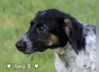 Die Welpen  Amy und ihre Brüder suchen ihre Familie