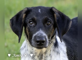 Die Welpen  Amy und ihre Brüder suchen ihre Familie
