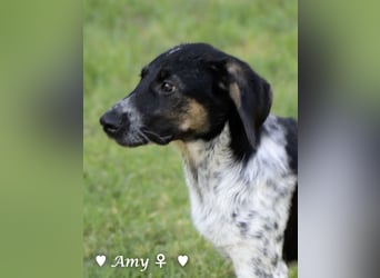 Die Welpen  Amy und ihre Brüder suchen ihre Familie