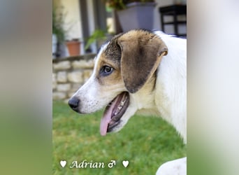 Die Welpen  Amy und ihre Brüder suchen ihre Familie