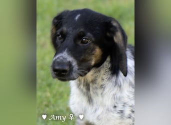 Die Welpen  Amy und ihre Brüder suchen ihre Familie