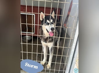 Storm - freundlich und aufgeschlossen 