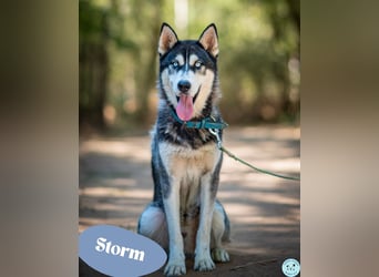 Storm - freundlich und aufgeschlossen