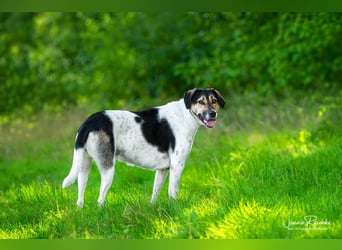 Dringend neue Pflegestelle, gerne Endstelle gesucht